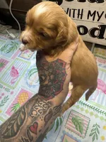 Rosey, a female Miniature Aussiedoodle and Miniature Goldendoodle for sale in Gastonia, NC – 4 of 4