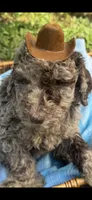 Lucky, a male Goldendoodle for sale in Gastonia, NC – 3 of 5