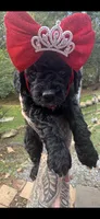 Pumpkin , a female Miniature Goldendoodle for sale in Gastonia, NC – 8 of 8