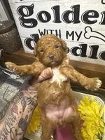 Ruby toy/ micro, a female Poodle - Toy  and Miniature Goldendoodle for sale in Gastonia, NC – 5 of 9
