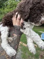 King, a male Labradoodle and Poodle - Standard  for sale in Gastonia, NC – 2 of 10