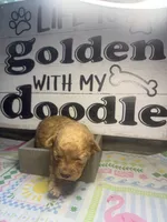 Riser, a female Miniature Goldendoodle for sale in Gastonia, NC – 4 of 6