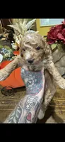 Prince , a male Miniature Goldendoodle for sale in Gastonia, NC – 4 of 5