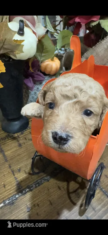 Scarecrow  – Miniature Goldendoodle puppy for sale in Gastonia, NC