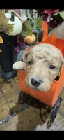 Scarecrow , a male Miniature Goldendoodle for sale in Gastonia, NC – 1 of 2