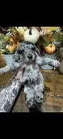 Blues clues, a male Miniature Goldendoodle for sale in Gastonia, NC – 4 of 4
