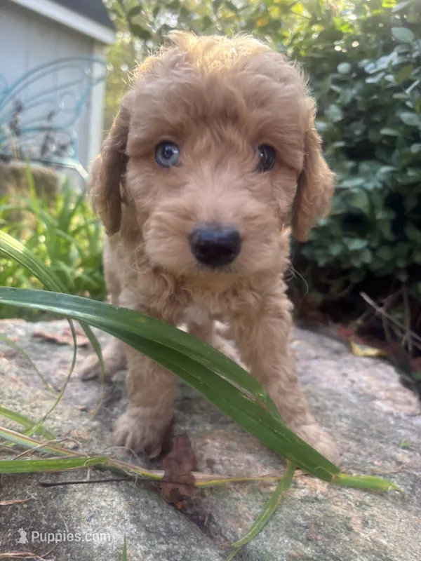 One blue eyed boy! (Rare) – Miniature Goldendoodle puppy for sale in Gastonia, NC