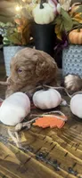 Little red, a female Miniature Goldendoodle for sale in Gastonia, NC – 5 of 7