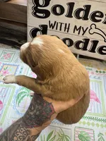 Rolo, a male Miniature Aussiedoodle and Miniature Goldendoodle for sale in Gastonia, NC – 2 of 2