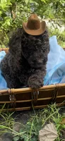 Hershey, a male Goldendoodle for sale in Gastonia, NC – 8 of 10