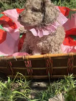 Delilah, a female Goldendoodle for sale in Gastonia, NC – 6 of 7