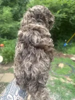 Mr.twix, a male Labradoodle and Poodle - Standard  for sale in Gastonia, NC – 5 of 10