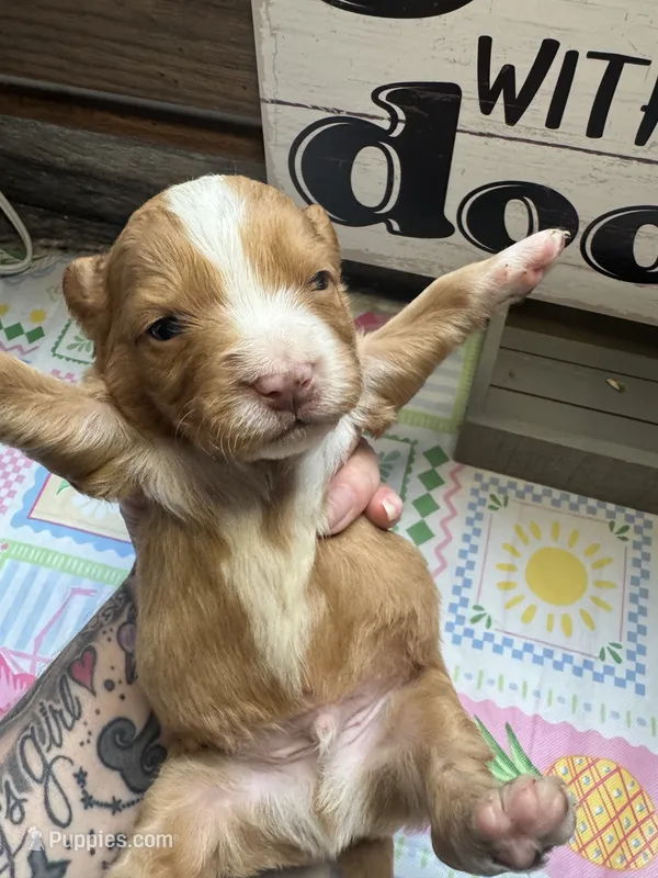 Rocky – Miniature Aussiedoodle, Miniature Goldendoodle puppy for sale in Gastonia, NC