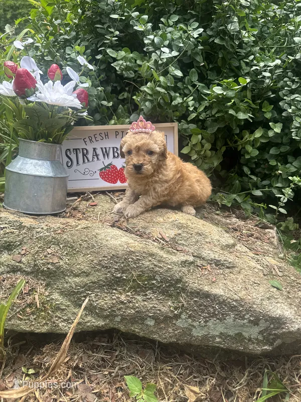 Rema toy/micro – Poodle - Toy , Miniature Goldendoodle puppy for sale in Gastonia, NC