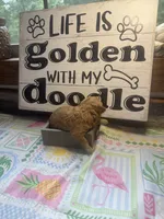 Crimson, a female Miniature Goldendoodle for sale in Gastonia, NC – 5 of 5