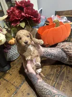 Little red, a female Miniature Goldendoodle for sale in Gastonia, NC – 3 of 7