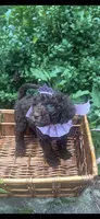 Kisses, a female Labradoodle and Poodle - Standard  for sale in Gastonia, NC – 6 of 8