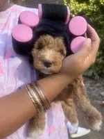 Prissy pants, a female Miniature Goldendoodle for sale in Gastonia, NC – 4 of 10