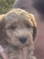 Teddy, a male Miniature Goldendoodle for sale in Gastonia, NC – 5 of 10