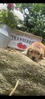 Rema toy/micro, a female Poodle - Toy  and Miniature Goldendoodle for sale in Gastonia, NC – 2 of 7
