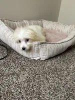 Ace, a male Maltipoo for sale in Cordova, TN – 2 of 3