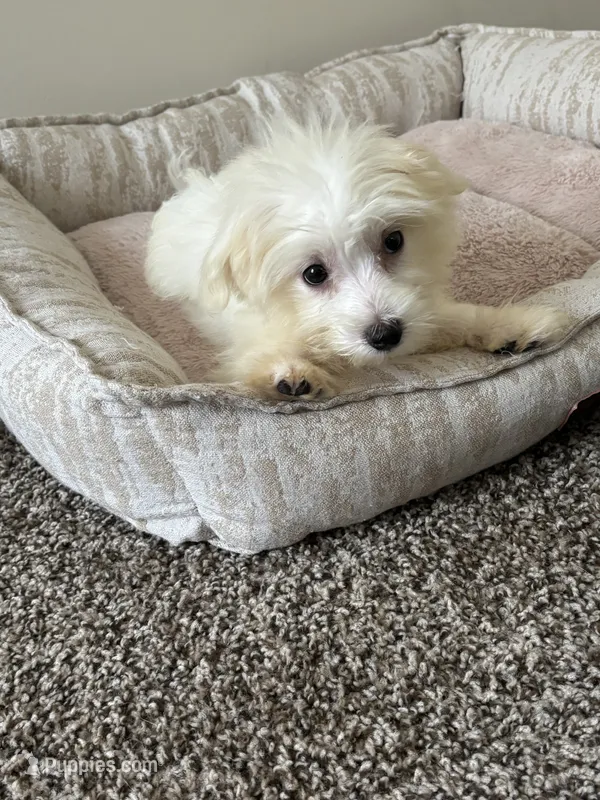 Ace – Maltipoo puppy for sale in Cordova, TN