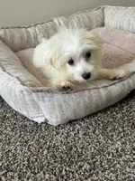 Ace, a male Maltipoo for sale in Cordova, TN – 1 of 3