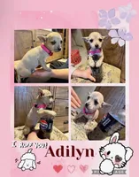 Adilyn, a female Chihuahua for sale in Andrews, SC – Photo 1 of 3