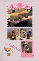 Astoria, a female Chihuahua for sale in Andrews, SC – Photo 1 of 3