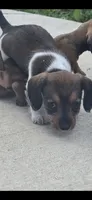 Milo, a male Miniature Dachshund for sale in Middleville, MI – 4 of 9