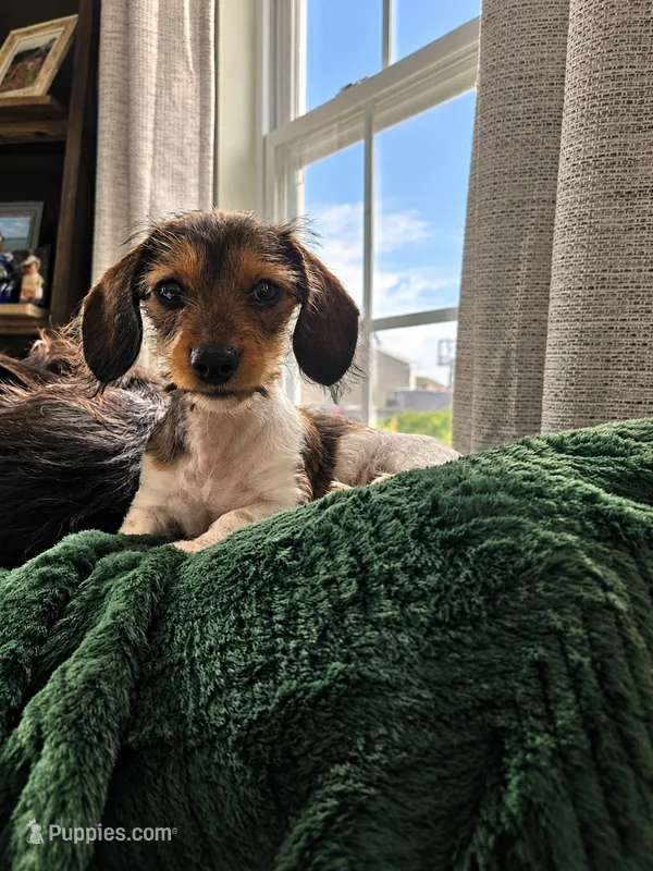 Milo – Miniature Dachshund puppy for sale in Middleville, MI