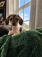 Milo, a male Miniature Dachshund for sale in Middleville, MI – 1 of 10