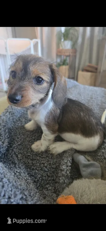 Milo – Miniature Dachshund puppy for sale in Middleville, MI
