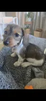 Milo, a male Miniature Dachshund for sale in Middleville, MI – 2 of 10