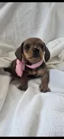 Maizy, a female Miniature Dachshund for sale in Middleville, MI – 4 of 10