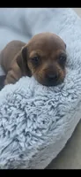 Millie, a female Miniature Dachshund for sale in Middleville, MI – 10 of 10
