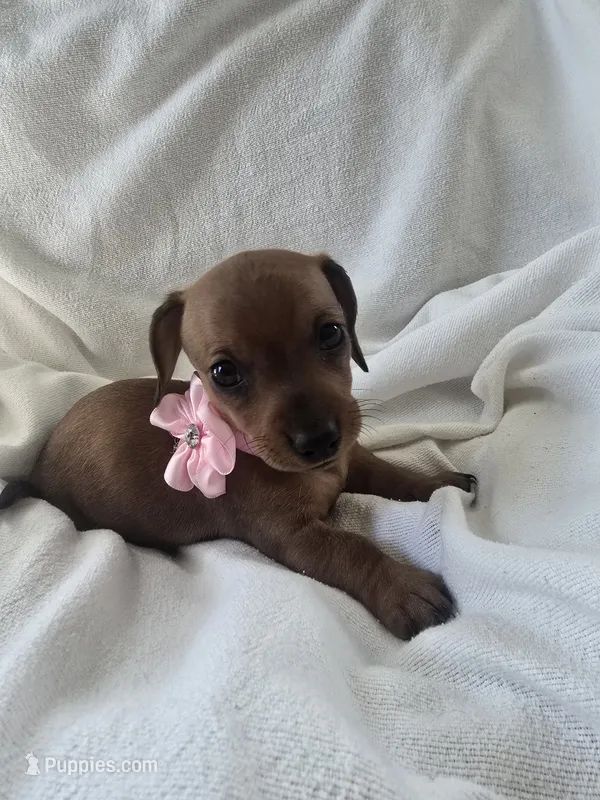 Millie – Miniature Dachshund puppy for sale in Middleville, MI