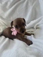 Millie, a female Miniature Dachshund for sale in Middleville, MI – 1 of 10