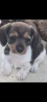 Milo, a male Miniature Dachshund for sale in Middleville, MI – 2 of 9