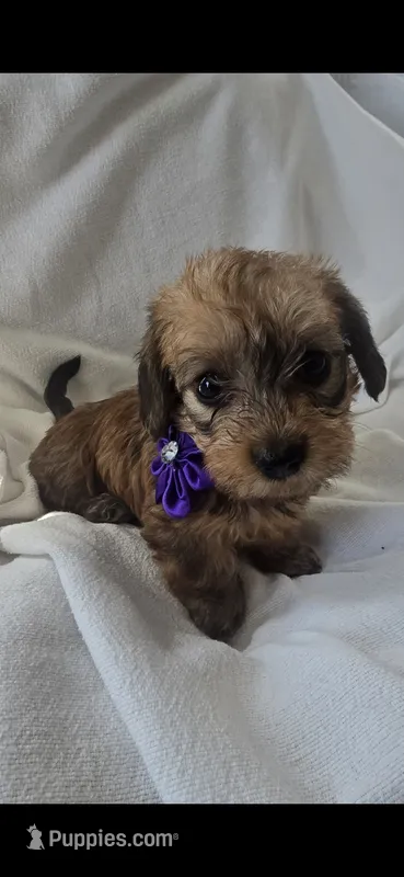 Maggie – Miniature Dachshund puppy for sale in Middleville, MI