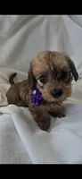 Maggie, a female Miniature Dachshund for sale in Middleville, MI – 1 of 10