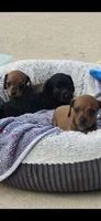 Millie, a female Miniature Dachshund for sale in Middleville, MI – 7 of 10
