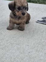 Maggie, a female Miniature Dachshund for sale in Middleville, MI – 8 of 10