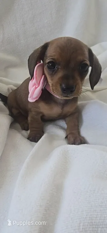 Maizy – Miniature Dachshund puppy for sale in Middleville, MI