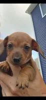 Millie, a female Miniature Dachshund for sale in Middleville, MI – 3 of 10