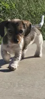Milo, a male Miniature Dachshund for sale in Middleville, MI – 5 of 10