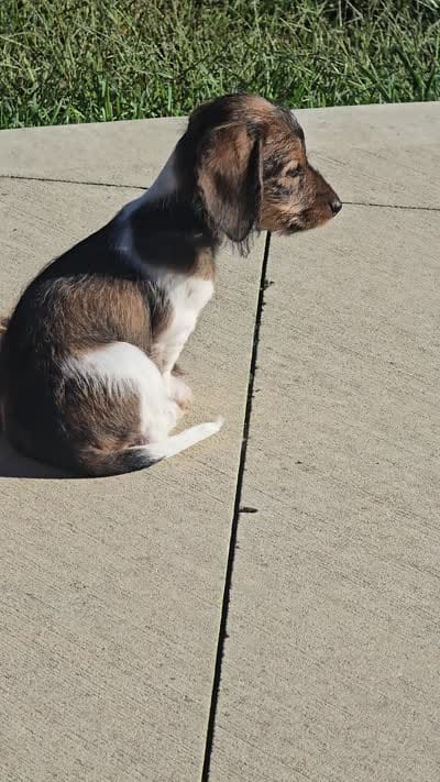 Milo, a male Miniature Dachshund for sale in Middleville, MI – 10 of 10