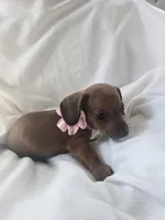 Millie, a female Miniature Dachshund for sale in Middleville, MI – 2 of 10