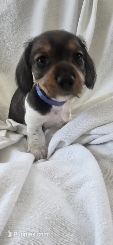 Milo – Miniature Dachshund puppy for sale in Middleville, MI