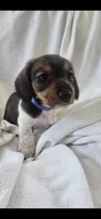 Milo, a male Miniature Dachshund for sale in Middleville, MI – 8 of 9